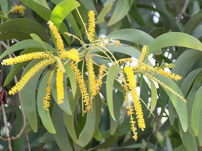 Acacia Auriculiformis
